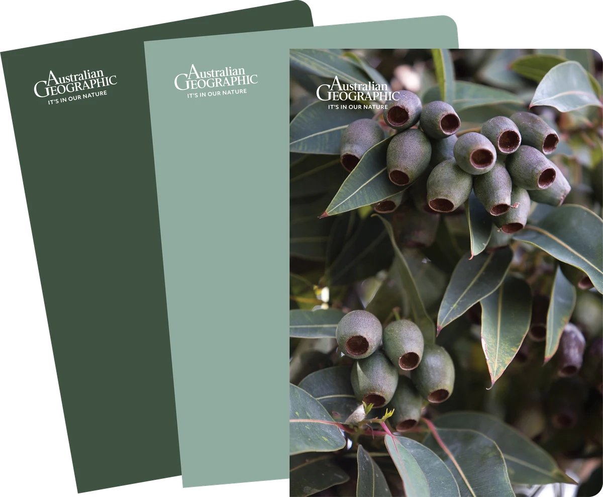 Australian Geographic A5 Notebook Trio - Green
